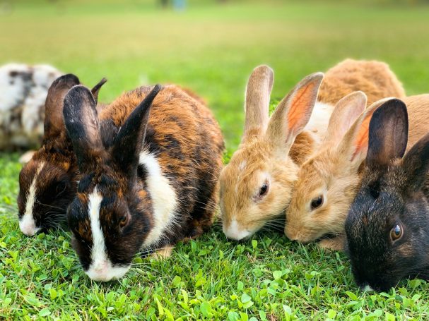 Nager- und Kleinsäuger Mehrere Kaninchen verschiedener Farben fressen auf einer grünen Wiese.