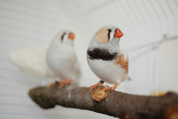 Vogelbetreuung Zwei Zebrafinken auf einem Ast in einem Käfig, mit buntem Federkleid.