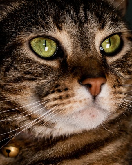 Katzensitting Nahaufnahme einer getigerten Katze mit großen, grünen Augen und einem Glöckchen.
