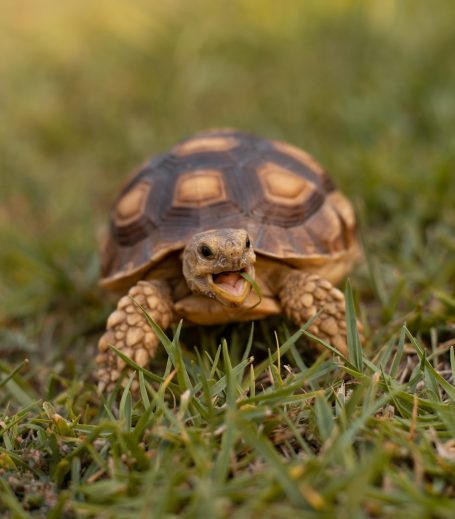 Reptilienbetreuung Eine kleine Schildkröte kriecht über grüne Wiese.